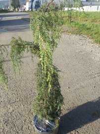 Borievka obyčajná Horstmann, Juniperus communis 30 - 40 cm, kont. 3l
