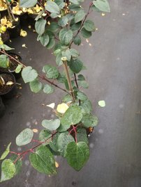 Cercidovník japonský Rotfuchs, Cercidiphyllum japonicum, 140 – 170 cm, kontajner 3 l