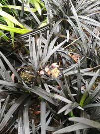 0phiopogon planiscapus, nigrescens, kontajner C1, výška 10- 15 cm