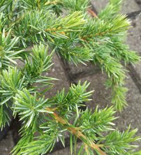 Borievka pobrežná Emerald sea , Juniperus conferta, kmeň 70 - 100 cm, kont. 3l