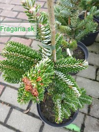 Jedľa arnoldová Ján Pavol II, Abies x arnoldiana, kontajner 3l, výška 30 – 35 cm