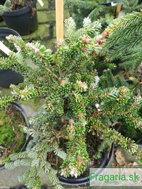 Jedľa kórejská  Brevifolia  Abies koreana 30 - 70 cm. kont. 3l