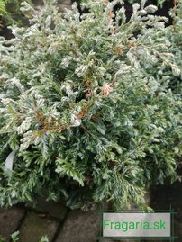 Cypruštek hrachonosný Boulevard, Chamaecyparis pisifera 20 - 30 cm, kont. 3l