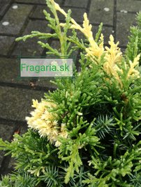 Borievka čínska Kaizuka Variegata, Juniperus chinensis, 20 – 30 cm, kontajner 3l