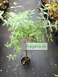 Vŕba japonská Hakuro-Nishiki, Salix integra, na kmienku 140 – 180 cm, kontajner 2l.