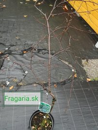 Breza previsnutá Aurea nana, Betula pendula, 80 - 100 cm, kont. 5I