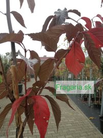 Čerešňa pilovitá Royal Burgundy, Prunus serrulata 120 - 180 cm, kont. 3I