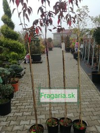 Čerešňa pilovitá Royal Burgundy, Prunus serrulata 120 - 180 cm, kont. 3I