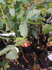 Jahodovec obyčajný, Arbutus unedo, 50 – 60 cm, kontajner 3l