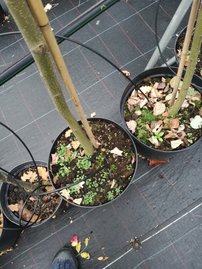 Cercidovník japonský Glowball, Cercidiphyllum japonicum, na kmeni 130 – 190 cm, kontajner 5 l