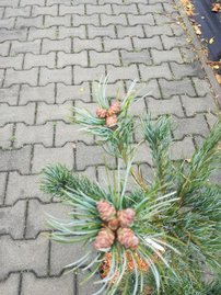 Borovica drobnokvetá Tempelhof, Pinus parviflora, kontajner C7 , výška 60-70 cm