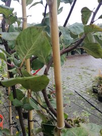 Dula podlhovastá, Cydonia oblonga, 170 - 180 cm, kont. 3l