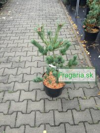 Borovica drobnokvetá Tempelhof, Pinus parviflora, kontajner C7 , výška 60-70 cm