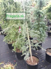 Céder Himalajský Karl Fuchs, Cedrus deodara, +100 cm, kontajner 3l
