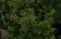 Tis obyčajný, Taxus baccata 30 - 50 cm, kont. 2l