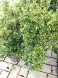 Tis obyčajný, Taxus baccata 30 - 50 cm, kont. 2l