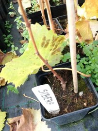 Vinič hroznorodý Sibera, Vitis vinifera, kontajnerovaná sadenica 1 l