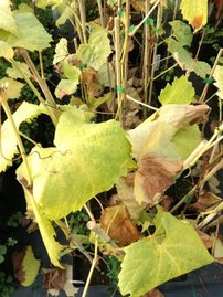 Vinič hroznorodý Sibera, Vitis vinifera, kontajnerovaná sadenica 1 l
