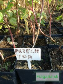 Malina Przehyba, Rubus idaeus 20 - 30 cm kontajner 1 l