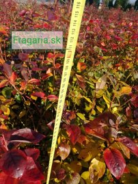 Čučoriedka Darrow, Vaccinium corymbosum, kont. sadenica