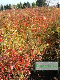 Čučoriedka Darrow, Vaccinium corymbosum, kont. sadenica