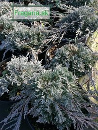 Borievka Ice Blue, Juniperus horizontalis, kontajner 3l, 10–15 cm