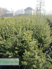 Smrek omorikový-balkánsky, Picea omorika 30 - 50 cm, kont. 5l