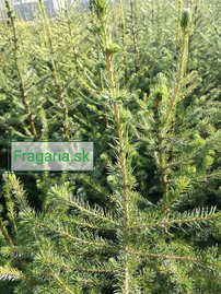 Smrek omorikový-balkánsky, Picea omorika 30 - 50 cm, kont. 5l