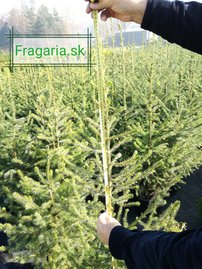 Smrek omorikový-balkánsky, Picea omorika 30 - 50 cm, kont. 5l
