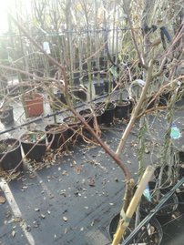 Breza previsnutá Karaca, Betula pendula, 80 - 100 cm, kont. 5I