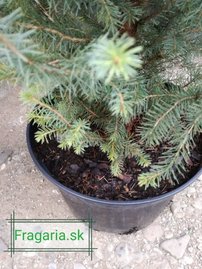 Smrek omorikový-balkánsky, Picea omorika 30 - 40 cm, kont. 5l