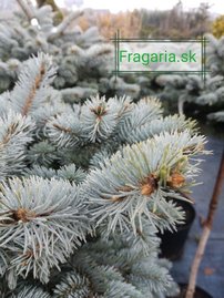 Smrek pichľavý Glauca Globosa (na kmeni), Picea pungens 60 - 70 cm, kont. 10l