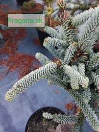 Jedľa ušlachtilá-modrá Glauca,  Abies procera 30 - 40 cm, kont. 3l