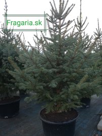 Smrek omorikový-balkánsky, Picea omorika + 100 cm, kont. 20l