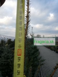 Smrek omorikový-balkánsky, Picea omorika + 100 cm, kont. 20l