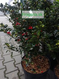 Cezmína Heckenfee, Ilex meserveae , 50 cm, kontajner 5l