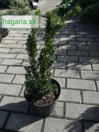 Tis prostredný Hillii, Taxus media 30 - 60 cm, kont. 3l