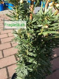 Tis prostredný Flushing, Taxus media 50 - 70 cm, kont. 3l