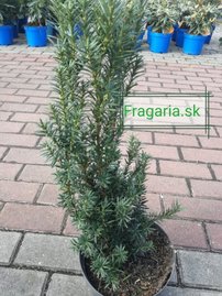 Tis prostredný Hicksii, Taxus media 30 - 60 cm, kont. 3l