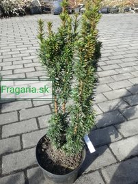 Tis prostredný Wojtek, Taxus media 20 - 50 cm, kont. 3l