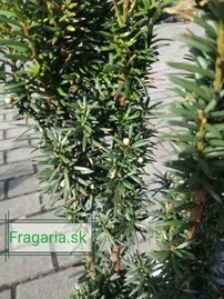 Tis prostredný Wojtek, Taxus media 20 - 50 cm, kont. 3l