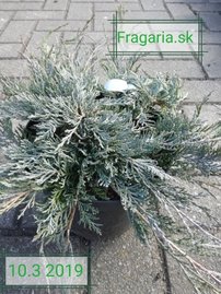 Borievka plazivá Glacier, Juniperus horizontalis 20 cm, kont. 3l