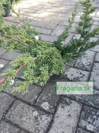 Borievka čínska Shimpaku, Juniperus chinensis 20 - 40 cm, kont. 3l