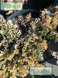 Borievka rozprestretá Mother Lode, Juniperus horizontalis 20 - 30 cm, kont. 3l