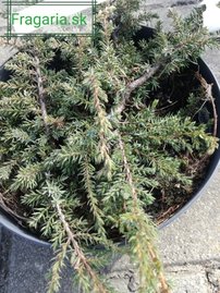 Borievka obačajná Green Carpet, Juniperus communis 20 - 30 cm, kont. 3l