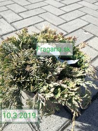 Borievka plazivá Golden Carpet, Juniperus horizontalis 15 - 20 cm, kont. 3l