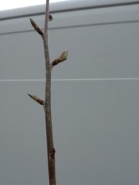 Čerešňa pilovitá Kanzan, Prunus serrulata 120 - 180 cm, kont. 5I