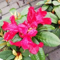 Rododendron Allegretto, Rhododendron, 30 - 50 cm, kont. 5l