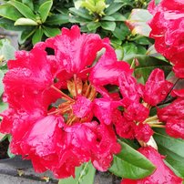 Rododendron Allegretto, Rhododendron, 30 - 50 cm, kont. 5l