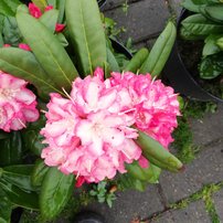 Rododendron Minikin, Rhododendron yakushimanum, kont. 4l